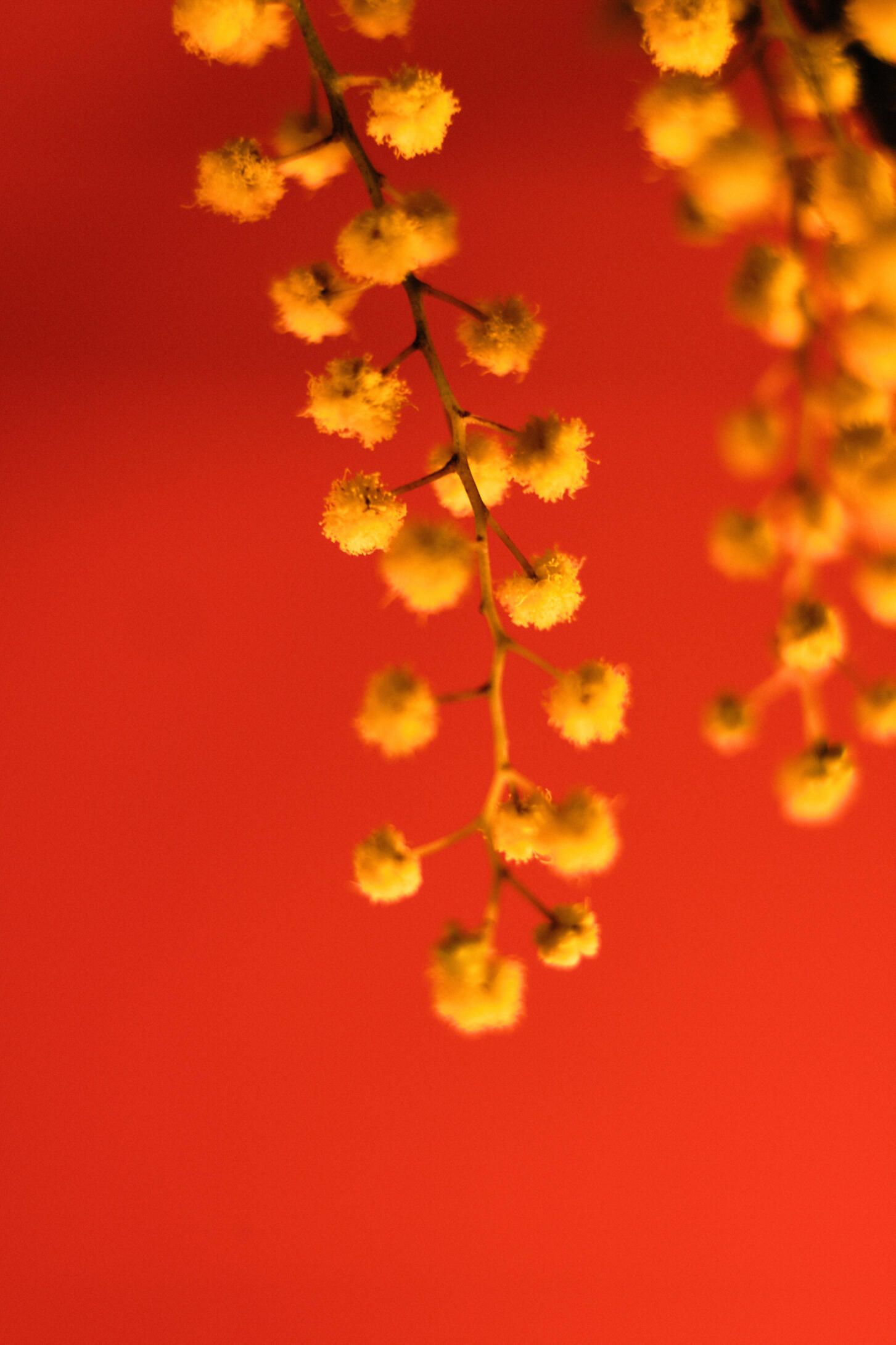 Flowers | photography female photographer flowers studio Berlin Harmony Shields close-up fine-art still-life Fotografie Blumen nature Fotografin Fotografie Stillleben