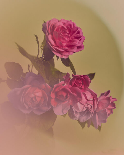 In The Studio 2: Flower Studies | flowers still life experimental studio nature close up macro roses pink blog