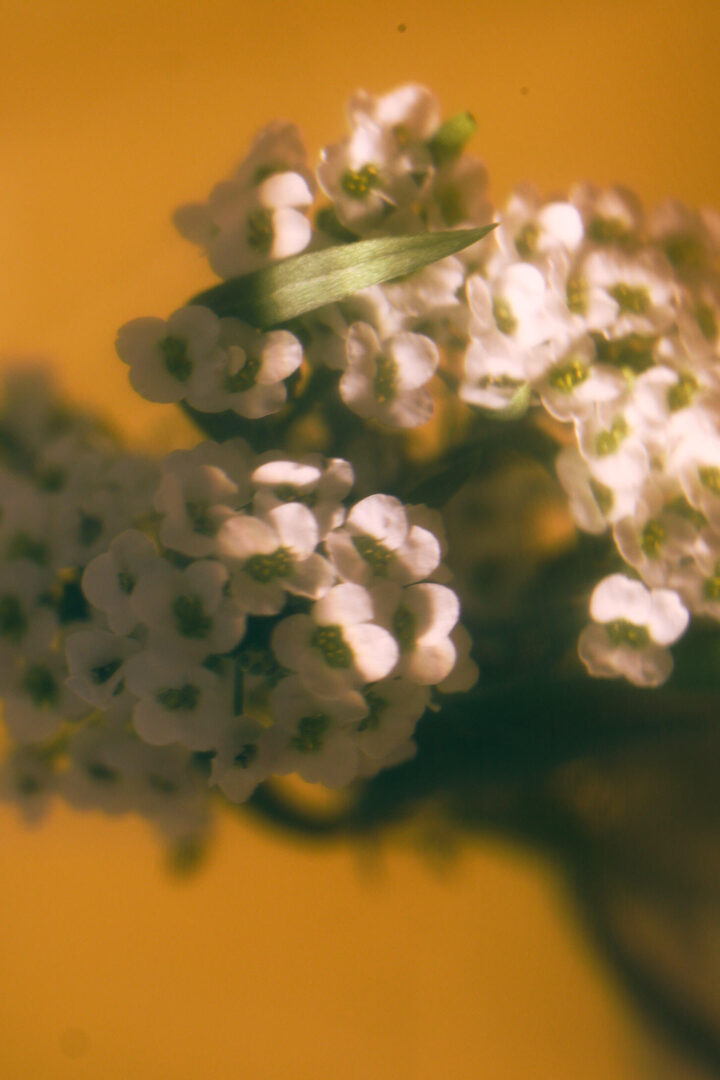 macro shot of white flower with yellow background