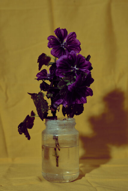 photography female photographer flowers studio Berlin Harmony Shields close-up fine-art still-life Fotografie Blumen nature Fotografin Fotografie Stillleben blog